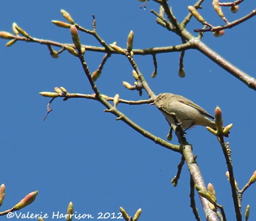 [5-chiffchaff%255B2%255D.jpg]