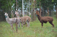 DSC_3638.JPG