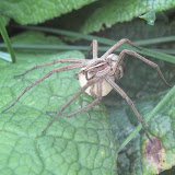 Pisaura mirabilis - mummy in charge of the egg sac