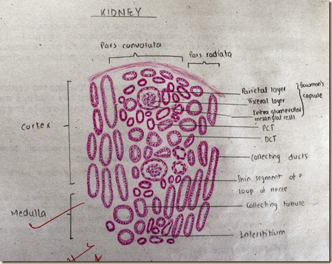 Kidney high resolution histology diagram