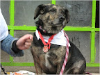 CHICOCHE fue adoptado en el 2010 ahora es un integrante campeón de su hermosa familia.