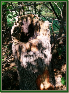 Stump