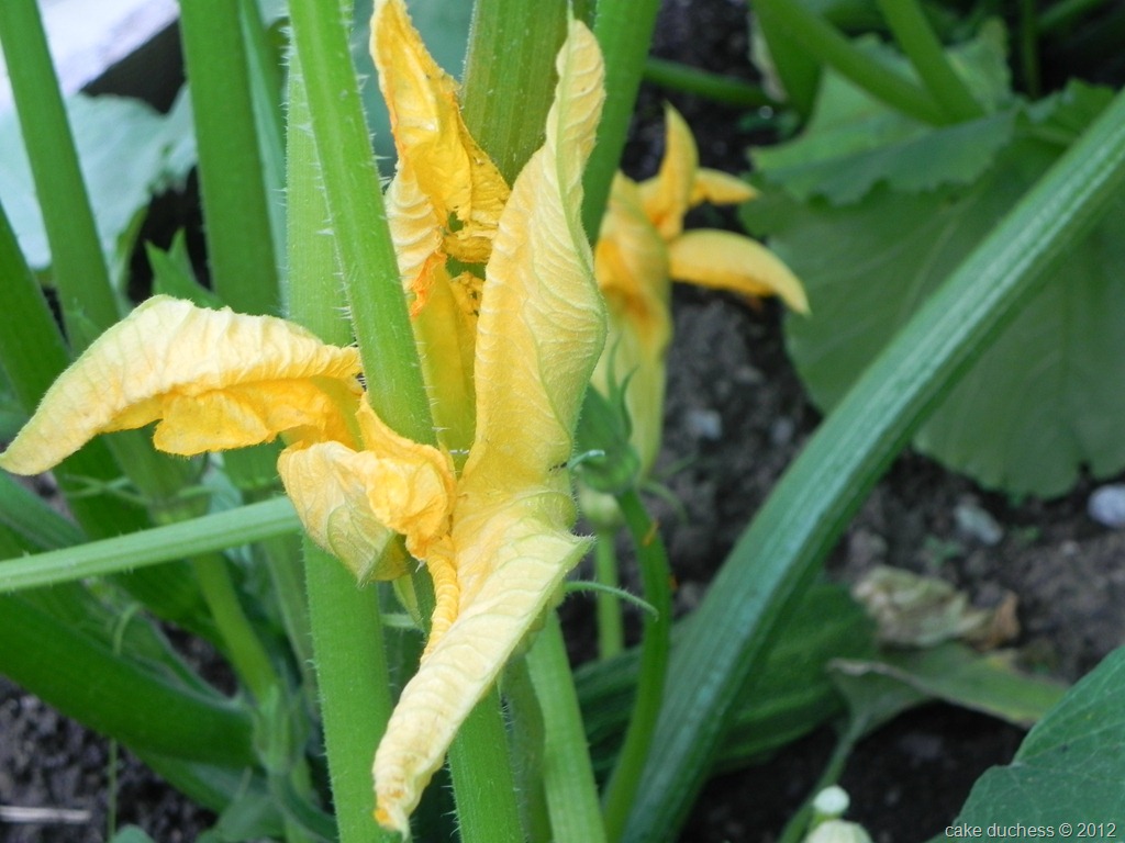 [greens-11%255B2%255D.jpg&description=My in-laws Italian Garden')]