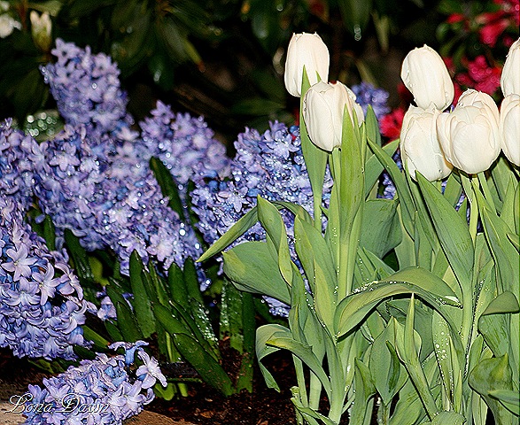 [Hyacinths_Tulips%255B9%255D.jpg]