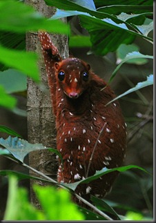 SUNDA FLYING LEMUR