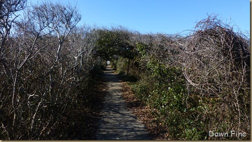 Pea Island NWR_035