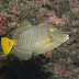 P6173982