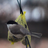 IMG_7147.JPG
