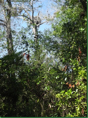 Fakahatchee,  Collier-Seminole, Pather NWR & Chokoloskee 052