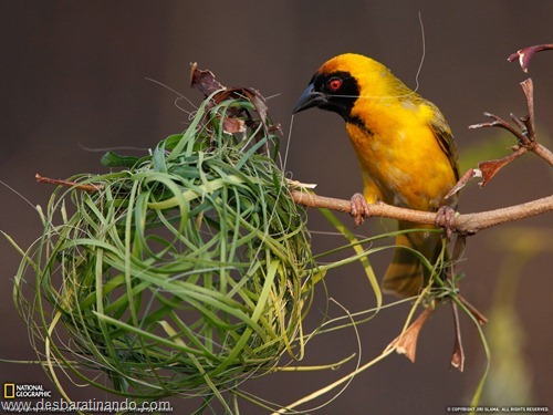 wallpapers national geographic desbaratinando  (53)