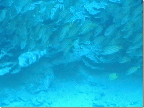 IMGA0294 IMGA0294