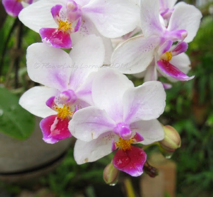 [03-18-unkn-orchid3%255B4%255D.jpg]