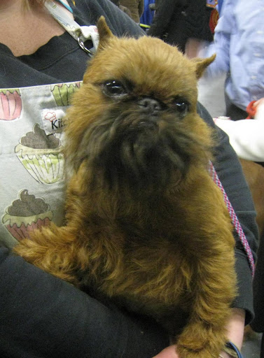 Brussels Griffon