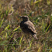 DSC_6135.jpg
