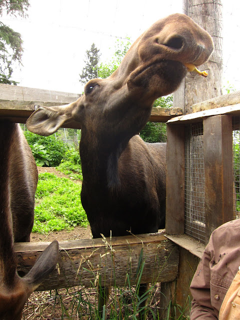 Caribbou Eating A Banana (They Loved Them)