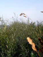 deltolet-05.jpg