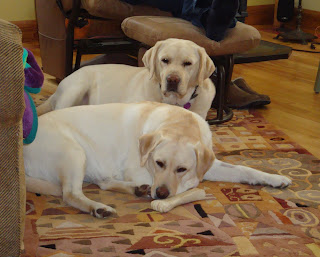A lazy evening at Rushwind.
Kramer and Roxy