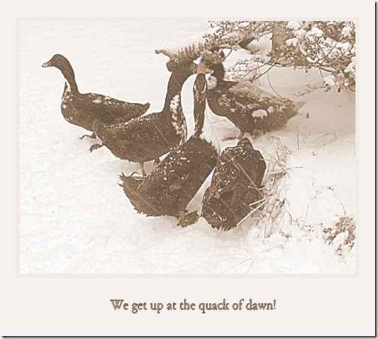 Duck flock3 Duck flock3