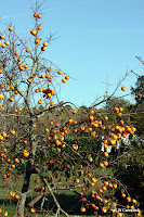 IMG_7770.JPG Photo
