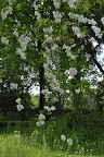Snow Drop Tree