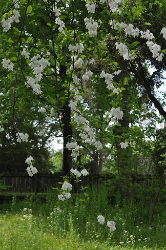 Snow Drop Tree