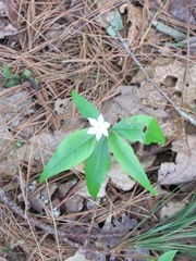 bog flower