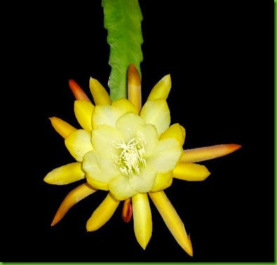 PETE'S BUTTERCUP Epiphyllum cv (pic 1)