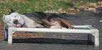 Cot-style beds like the one above allow air to circulate around an animal and keeps them from direct contact with hot cement.
Beds that cool dogs down are also available. Cot-style beds like the one above allow air to circulate around an animal and keeps them from direct contact with hot cement.
Beds that cool dogs down are also available.