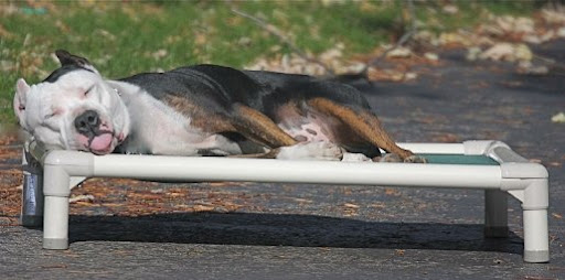 Cot-style beds like the one above allow air to circulate around an animal and keeps them from direct contact with hot cement. Beds that cool dogs down are also available.
