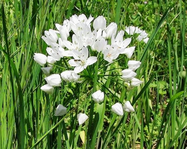 [Allium%2520neapolitanum%255B3%255D.jpg]