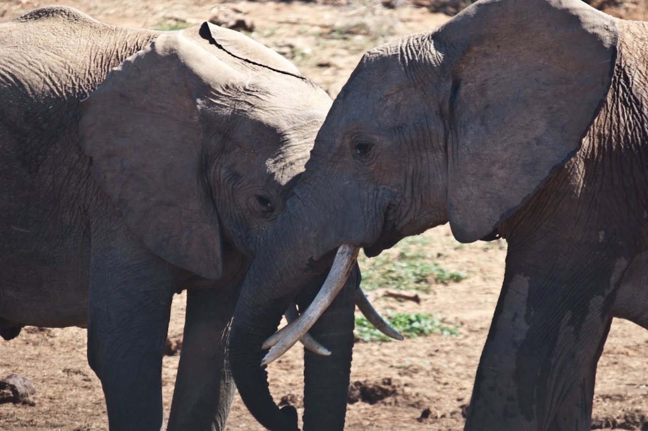 Elephants at Addo