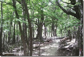 Bosque de Lengas - Circuito W Bosque de Lengas - Circuito W