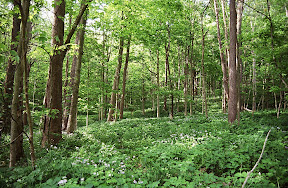 Forest Stewardship - This fine forest is owned by the Pike Lumber Company of Akron, Indiana. The 104-year old company owns more than 100 tracts like this one and provides management services for other landowners. This tract sits on a reclaimed mine site - a worthy testament to the resiliency of forests. Pike's two sawmills produce products in nine hardwood species.