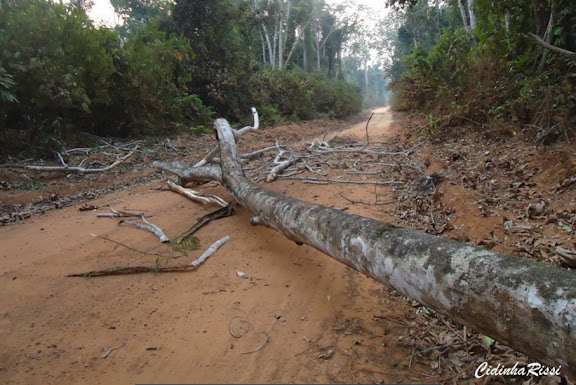 La forêt amazonienne à 35 km au SE de Colider, entre Itauba et Marcelândia (Mato Grosso, Brésil), 6 septembre 2010. Photo : Cidinha Rissi