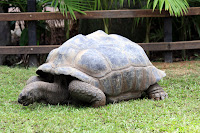 Super old tortoise