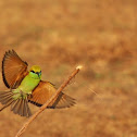 Green Bee-eater