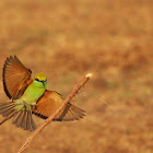 Green Bee-eater