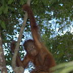 Der Yani ist ihm einfach im Weg, sonst hätte er sich schon lange über die Bananen hergemacht.