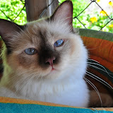 gatti
