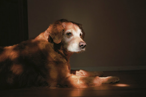 Orion -13 yrs- Vacaville, CA.- Photo by Charlotte Dumas
According to his human guardian, Orion -13 yrs- Vacaville, CA.- Photo by Charlotte Dumas
According to his human guardian,
