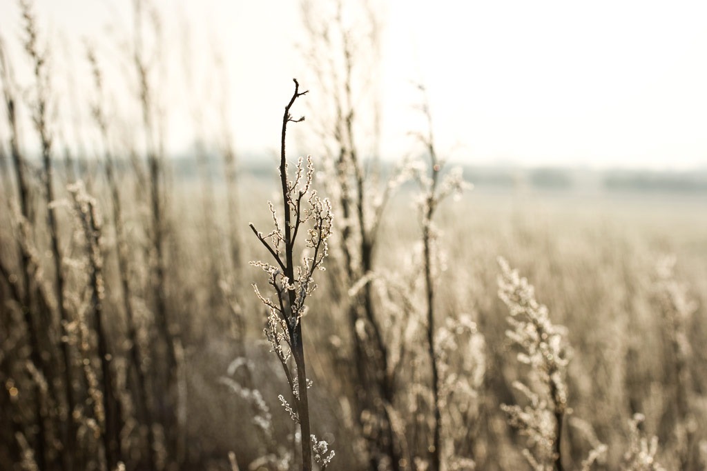 [Frosty-Mornings-in-the-Countryside-3%255B3%255D.jpg]
