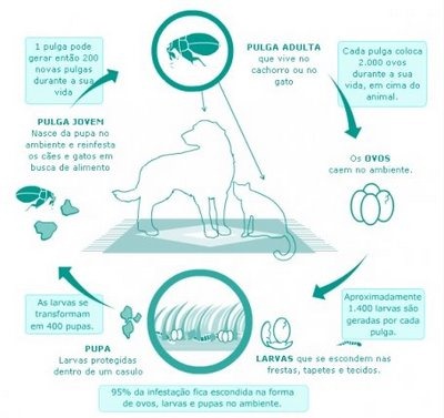 [ciclo%2520da%2520pulga%255B3%255D.jpg]