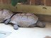 National Zoo in August