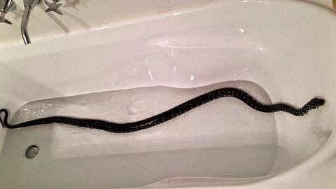 ular-lepas-bathtub-480x270.jpg