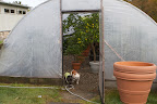 Well, Sharkey, it's nice and toasty in this hoop house, as well, so I guess that winter storage of the tropical plants is moving along nicely, as expected.