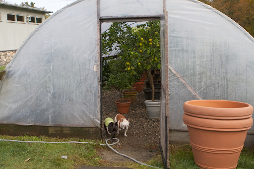 Well, Sharkey, it's nice and toasty in this hoop house, as well, so I guess that winter storage of the tropical plants is moving along nicely, as expected.