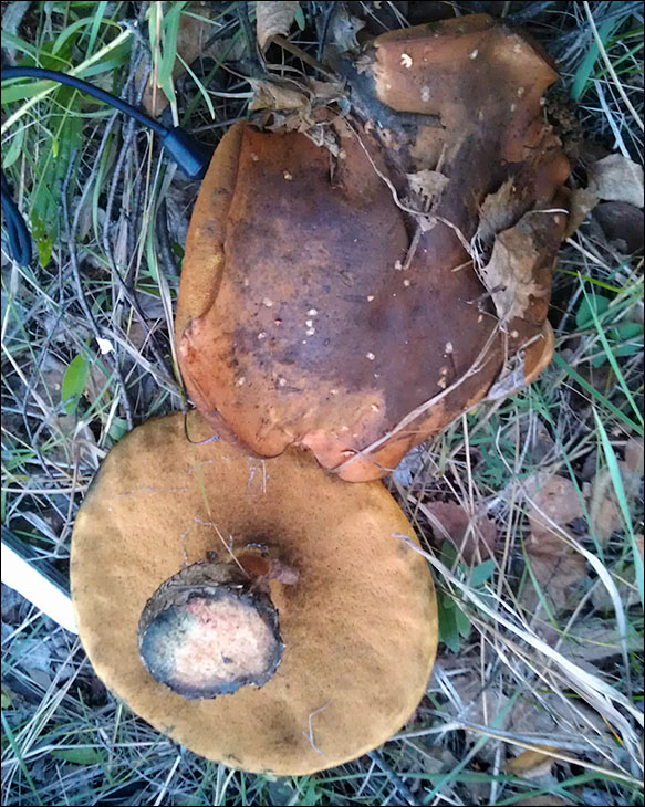 IMAG0206.jpg