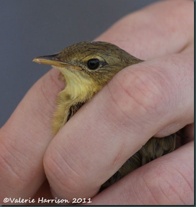 3 grasshopper-warbler-2