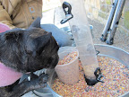 Ahh!  Mixed bird seed!  It's fun to watch birds tossing the seeds they don't like onto the ground, which actually helps ground-feeding birds like doves, sparrows, quails, blackbirds, wild turkeys, not to mention SQUIRRELS!!!!
