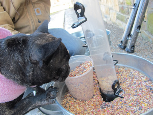 Ahh!  Mixed bird seed!  It's fun to watch birds tossing the seeds they don't like onto the ground, which actually helps ground-feeding birds like doves, sparrows, quails, blackbirds, wild turkeys, not to mention SQUIRRELS!!!!